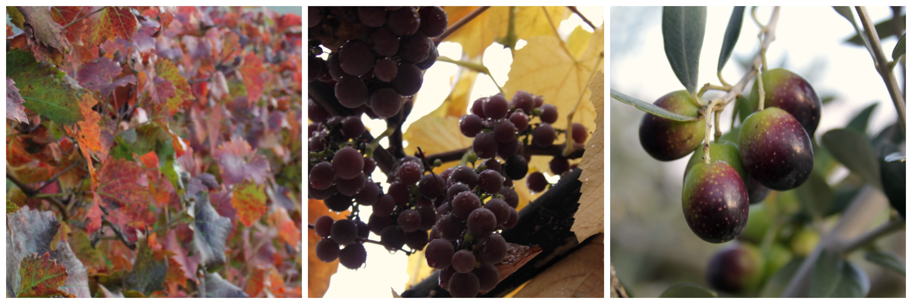 vendemmia-collage