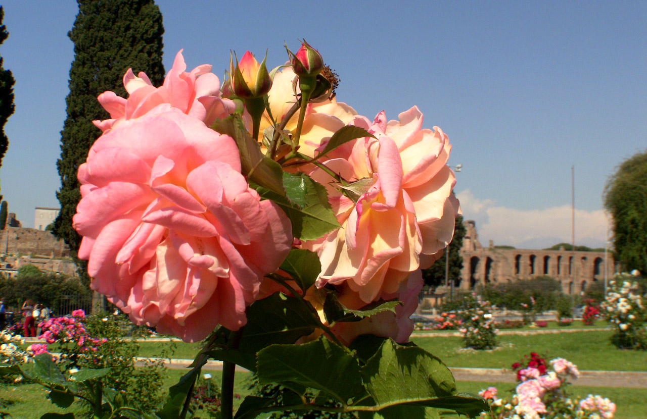 Rose Garden on Aventine Hill - Stefano's RomeCabs