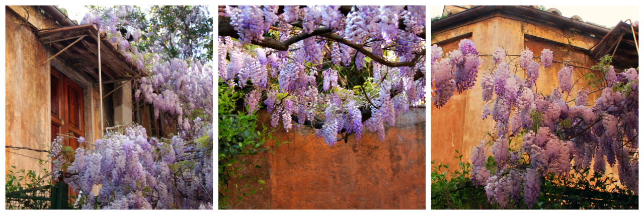 Wisteria in Rome on Via Margutta - RomeCabs
